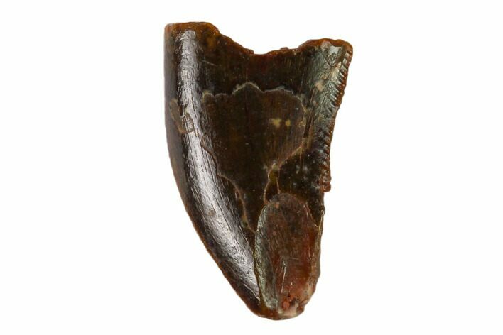 Bargain, Raptor Tooth - Real Dinosaur Tooth #158953